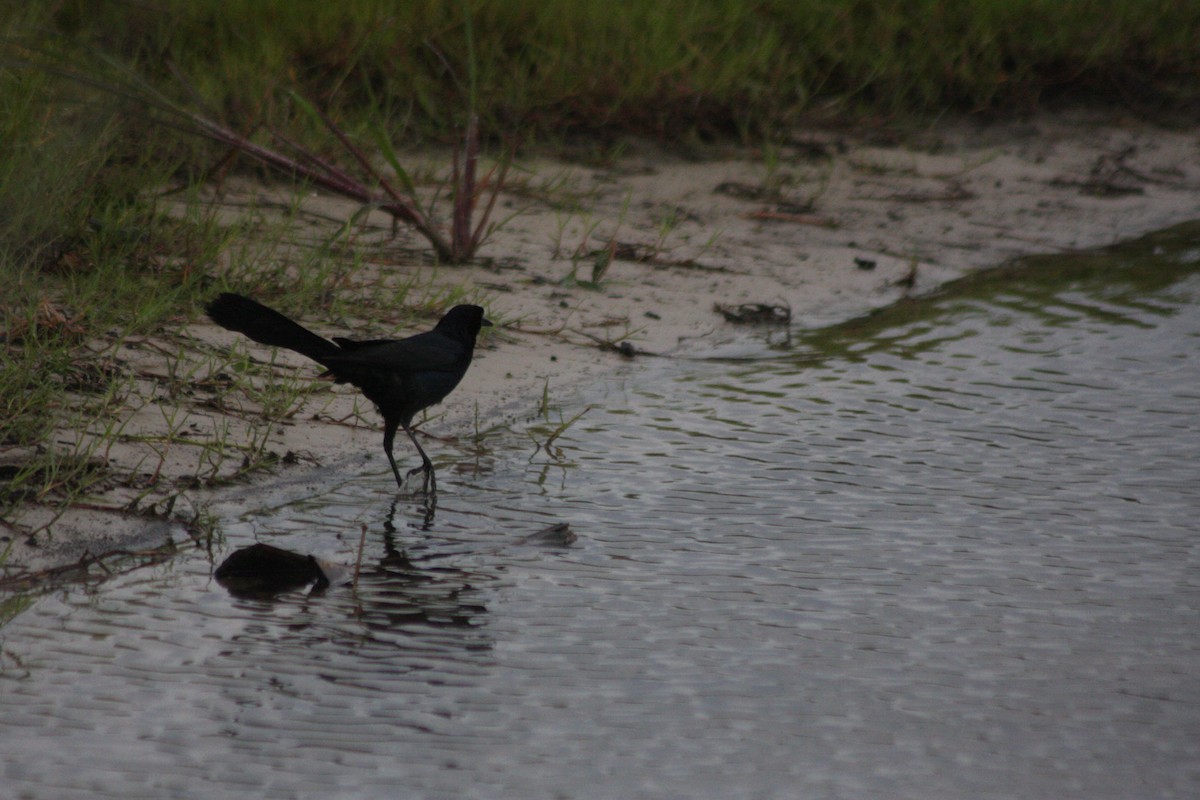 Boat-tailed Grackle - ML576356811