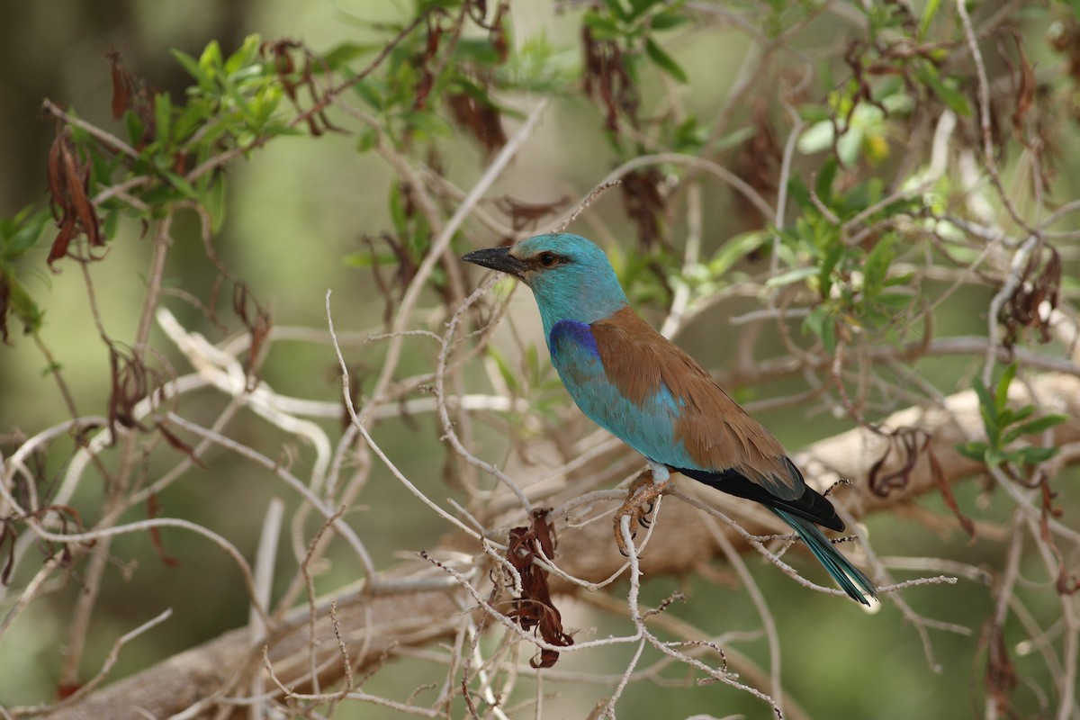 European Roller - ML576357091