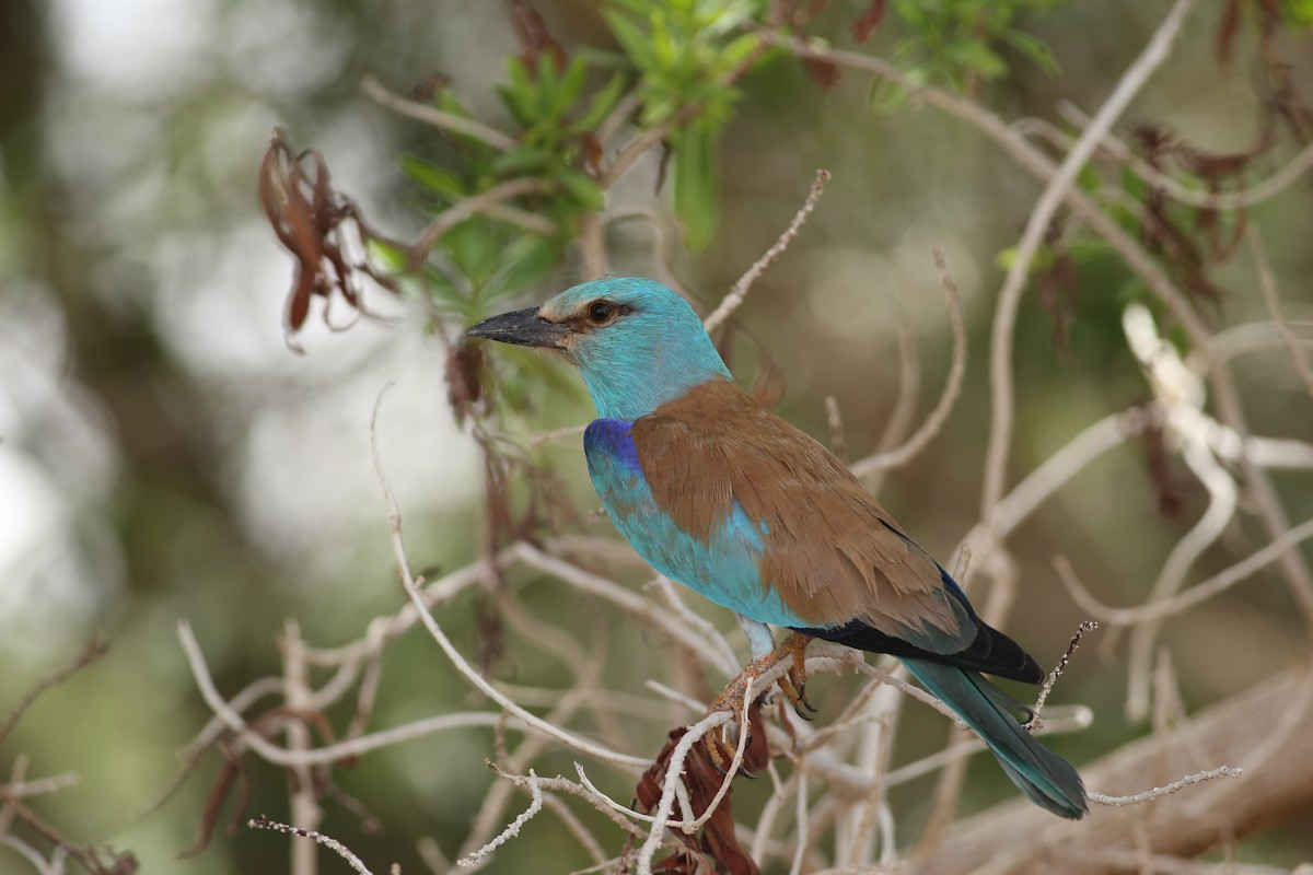 European Roller - ML576357301