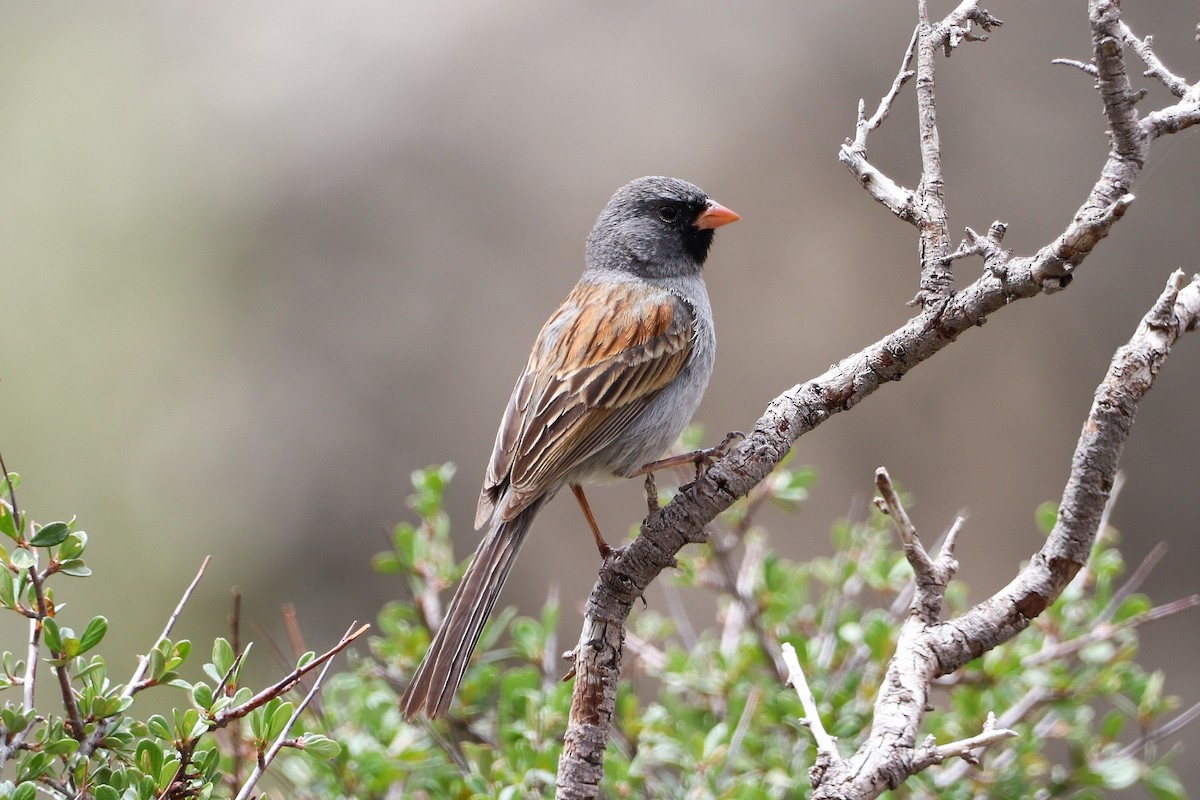 Black-chinned Sparrow - ML576357541