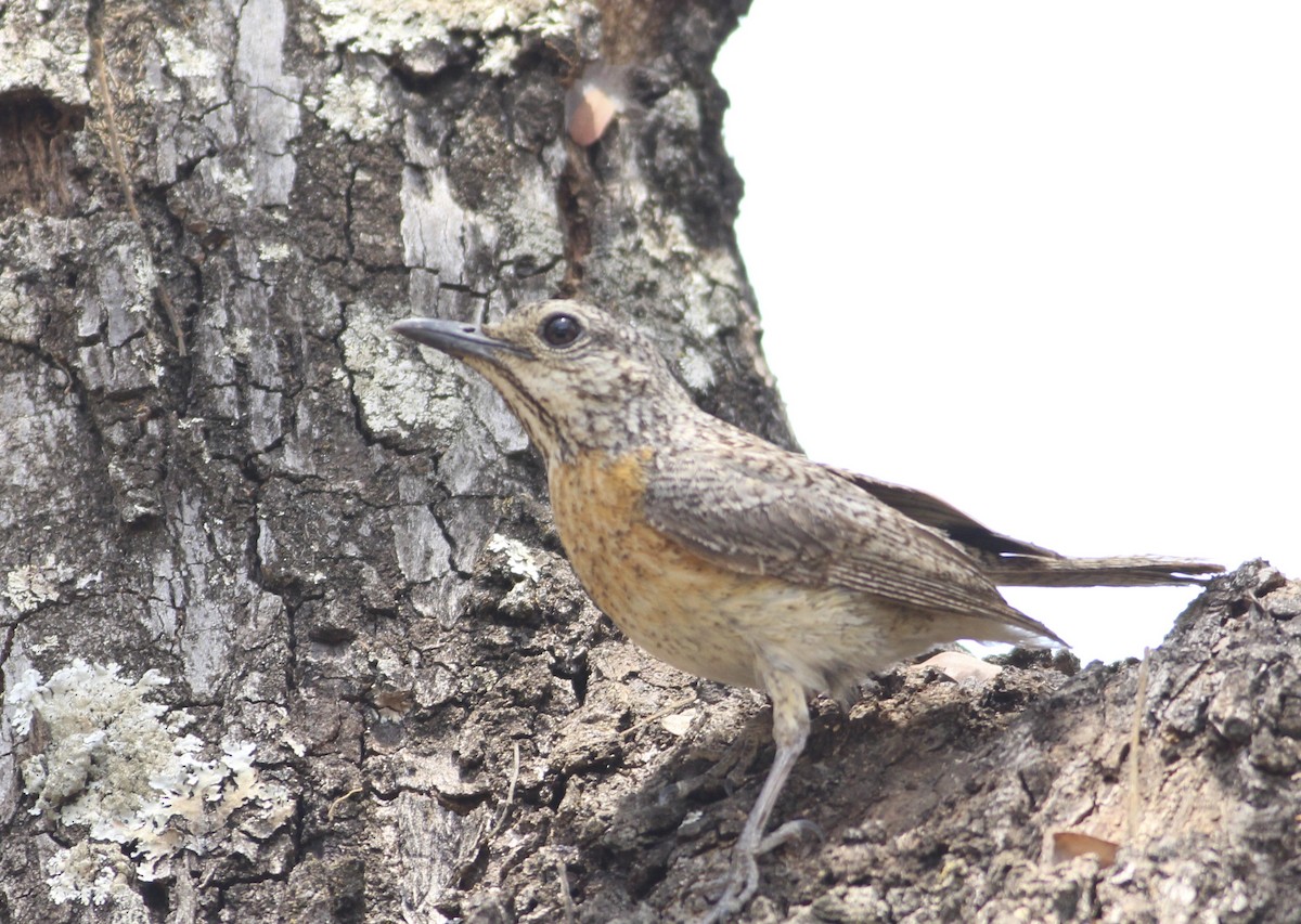 Miombo Rock-Thrush - ML576357841