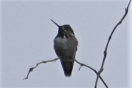 Calliope Hummingbird - ML576358131
