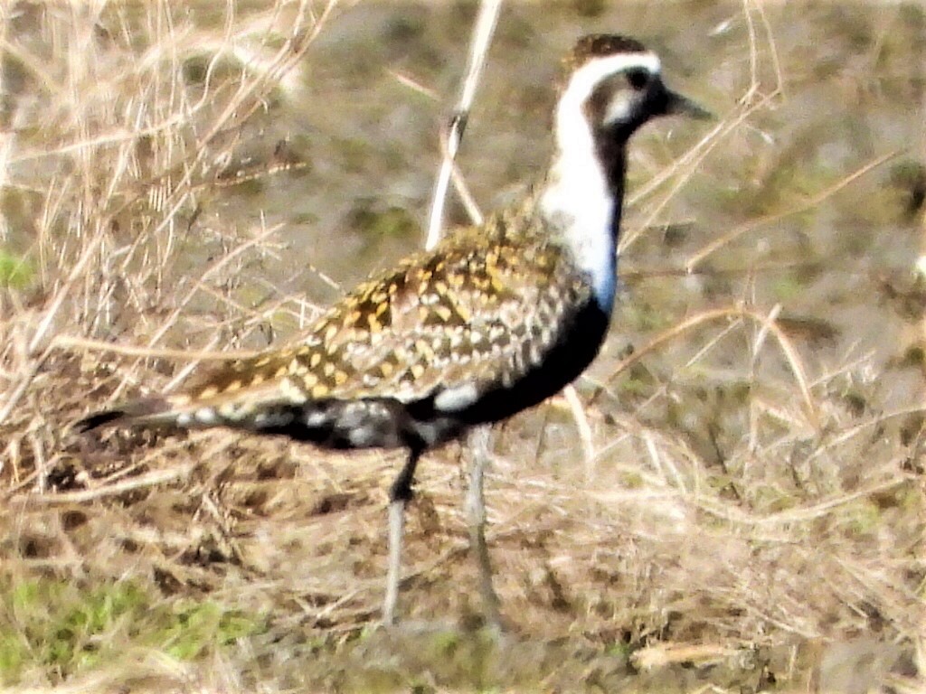 American Golden-Plover - ML576358251