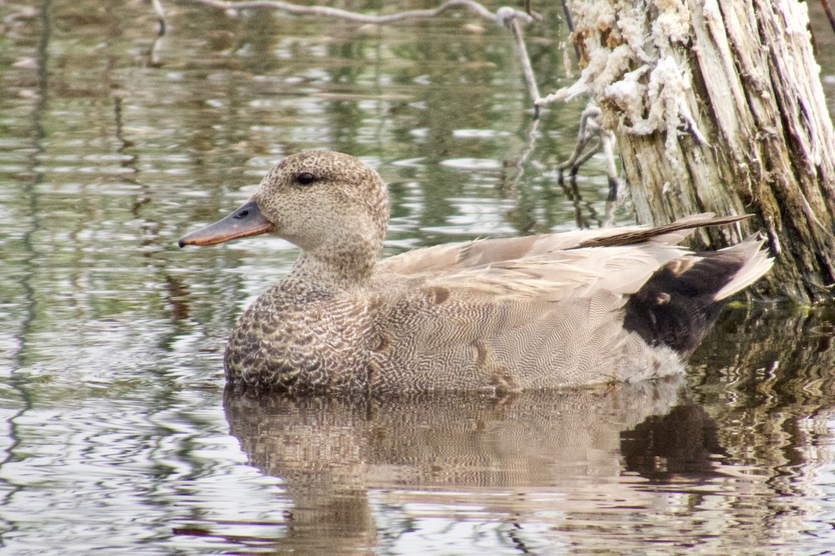 Canard chipeau - ML576359141