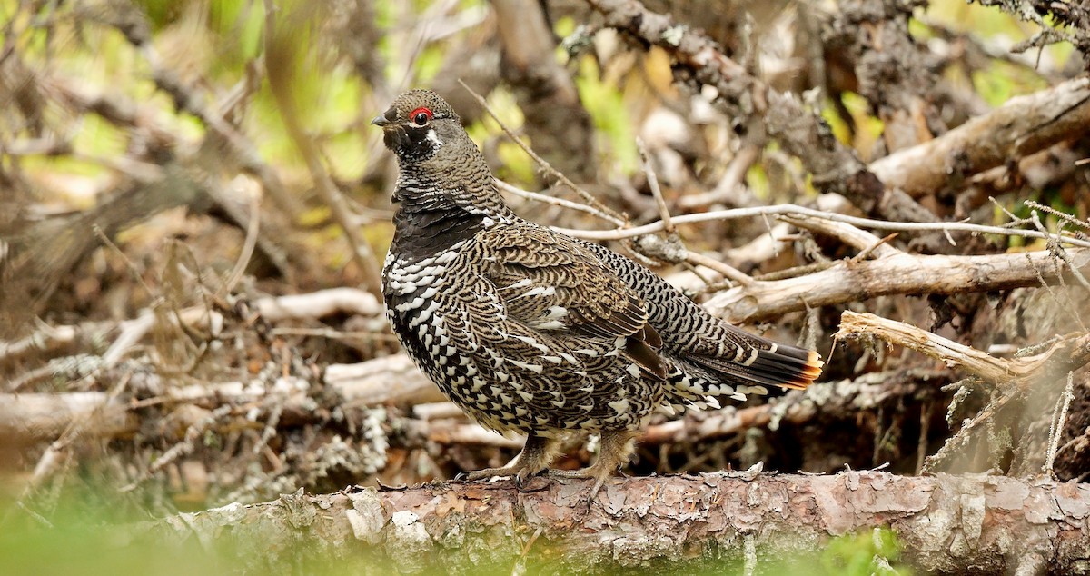 Tannenhuhn [canadensis-Gruppe] - ML576360081