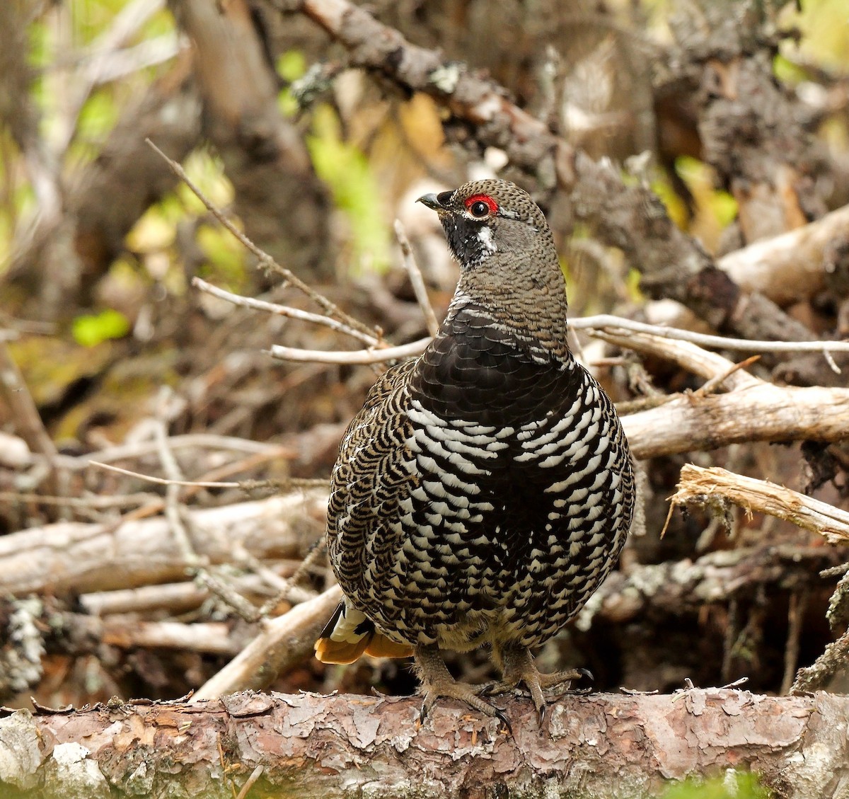 Tannenhuhn [canadensis-Gruppe] - ML576360091