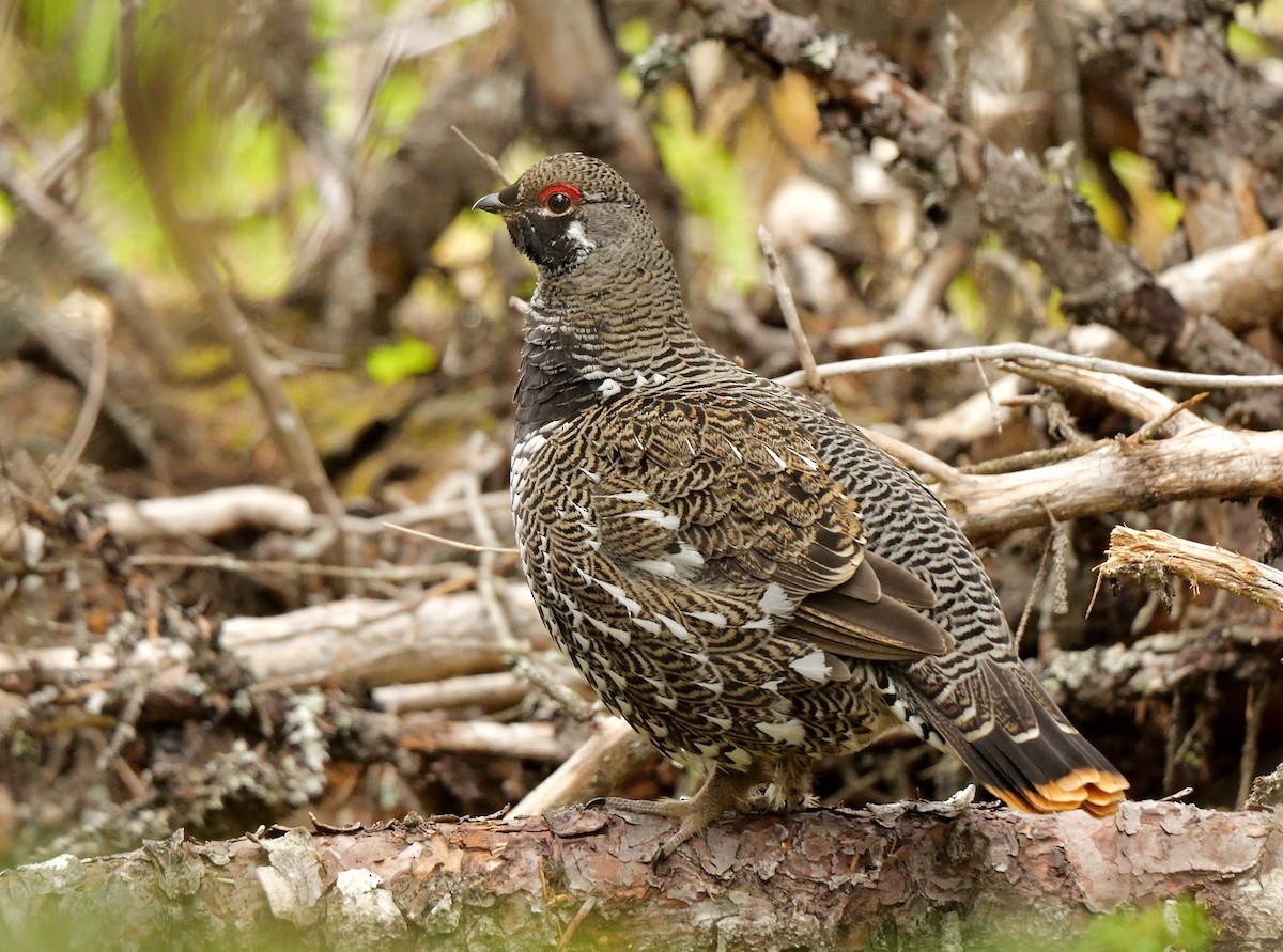 Spruce Grouse (Spruce) - ML576360101