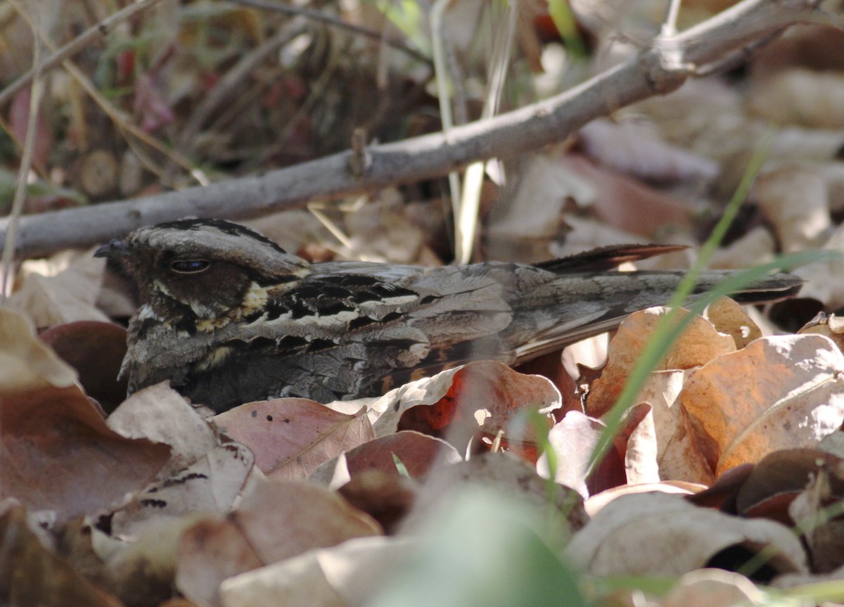 Fiery-necked Nightjar - ML576360431