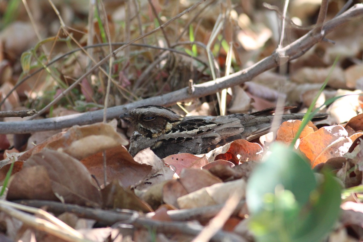 Fiery-necked Nightjar - ML576360451