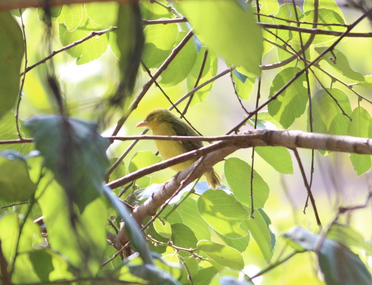 Olive-headed Weaver - ML576360691