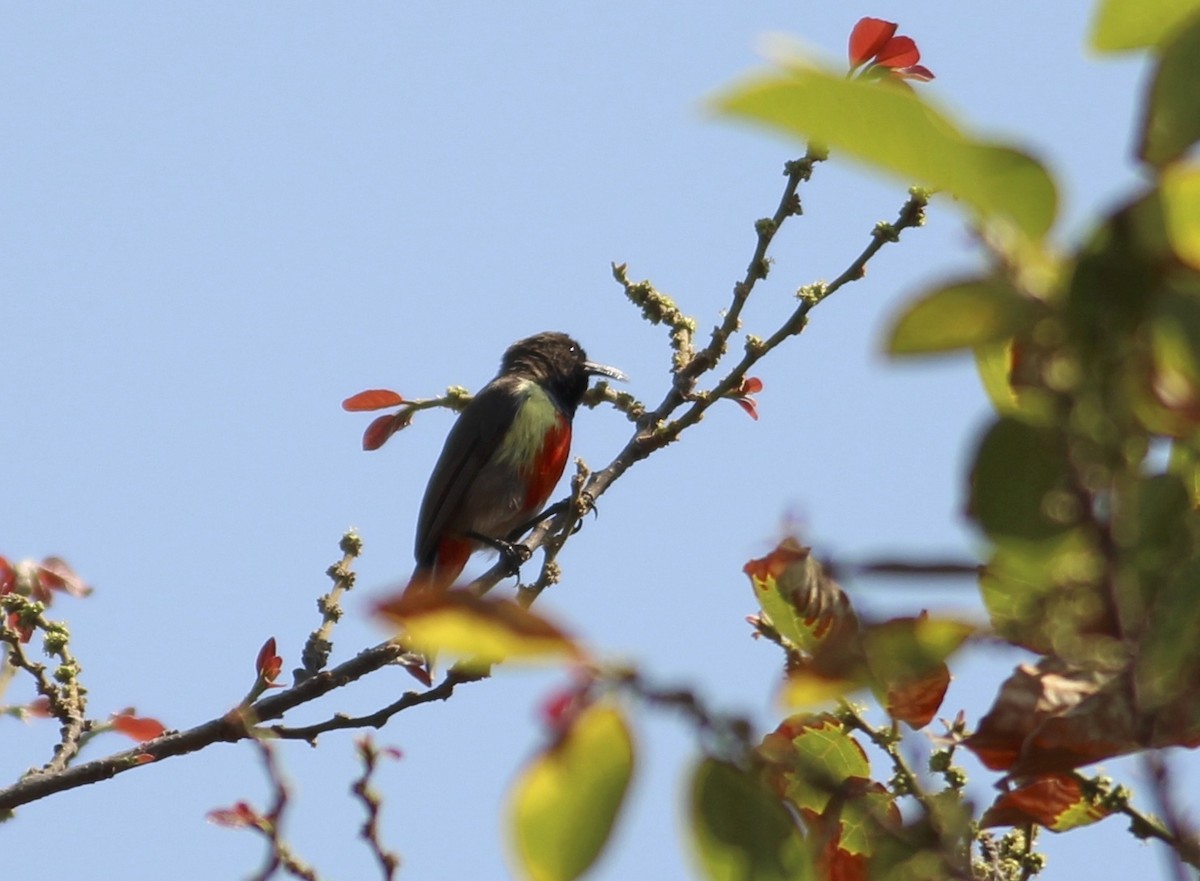 Buntbauch-Nektarvogel - ML576361061