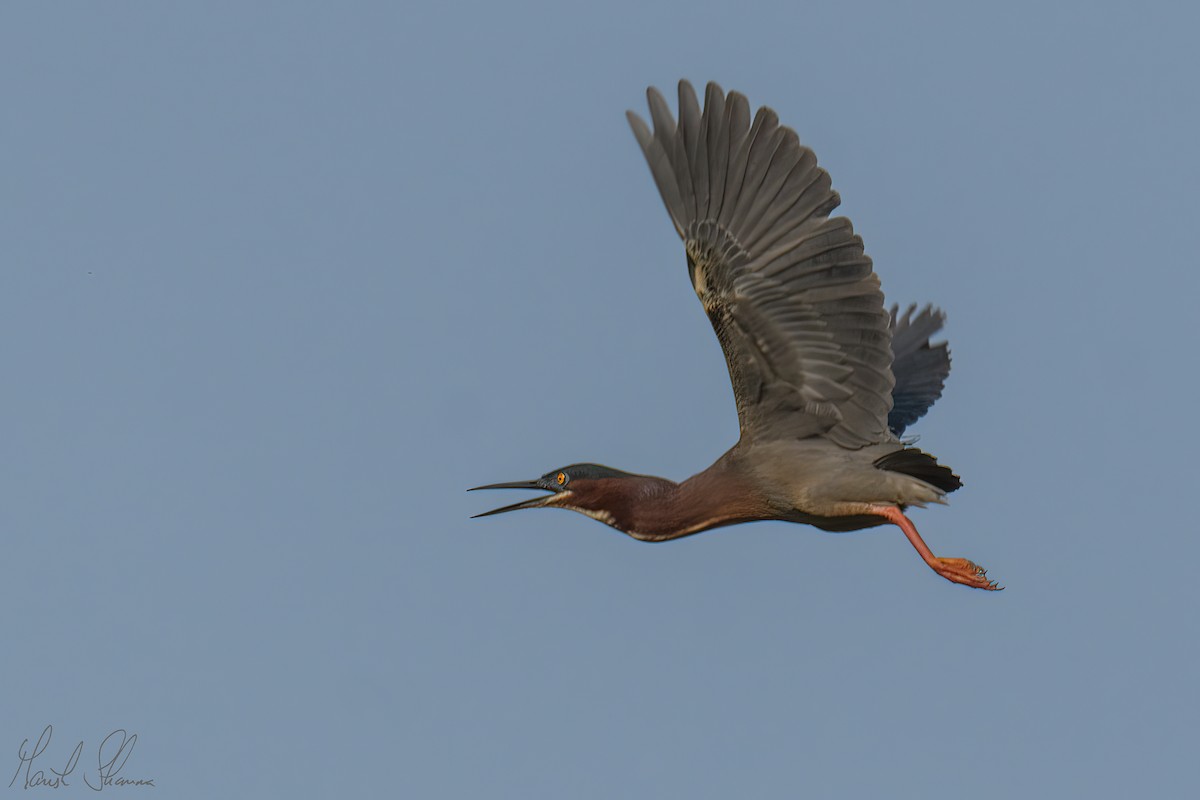 Green Heron - Manish Sharma