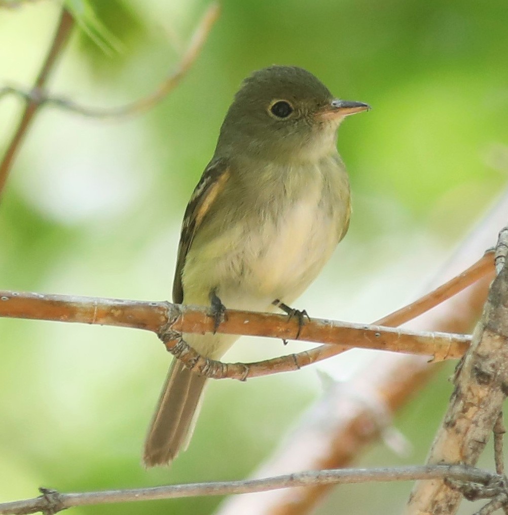 Acadian Flycatcher - Bill Maynard