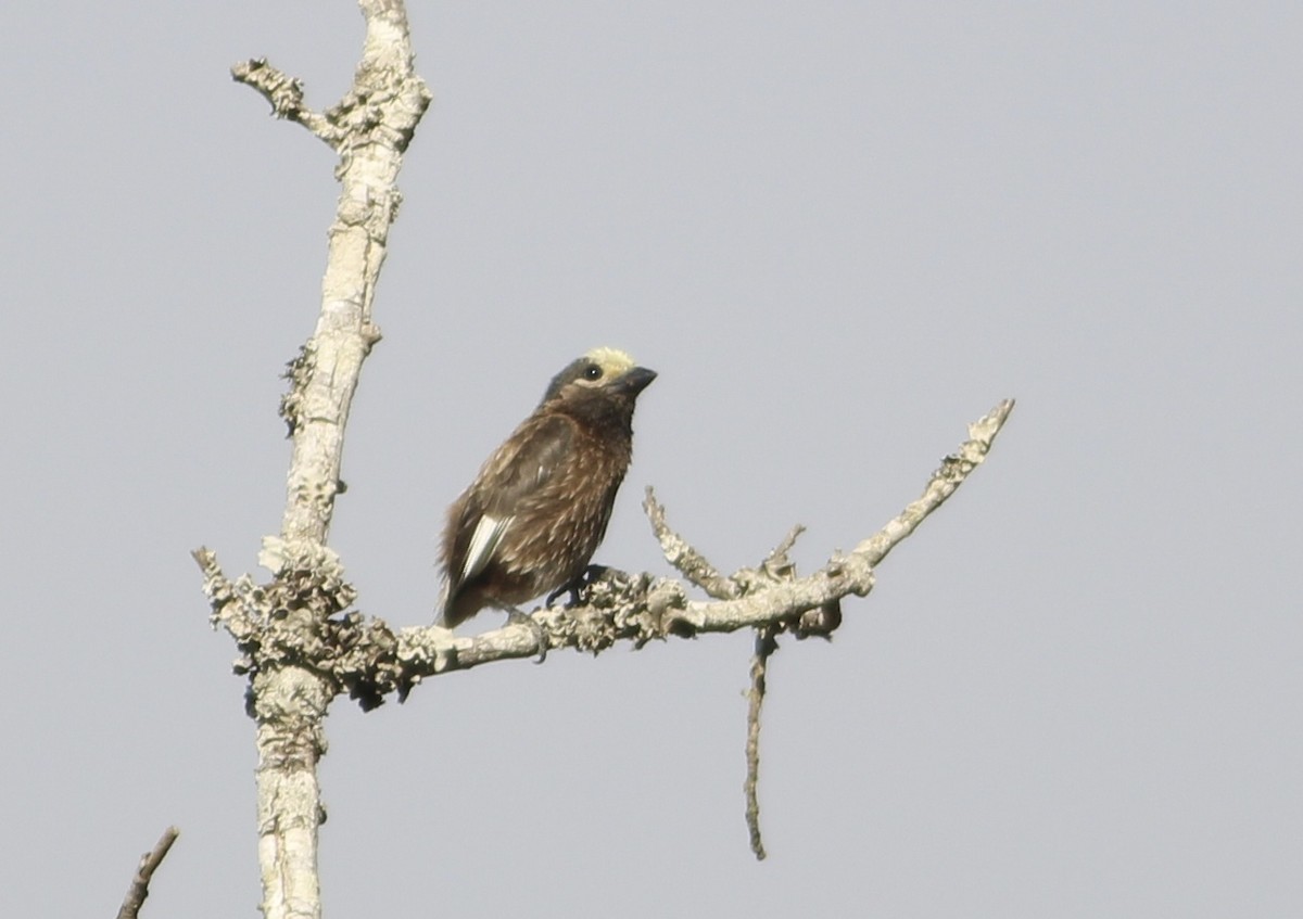 Whyte's Barbet - ML576362121