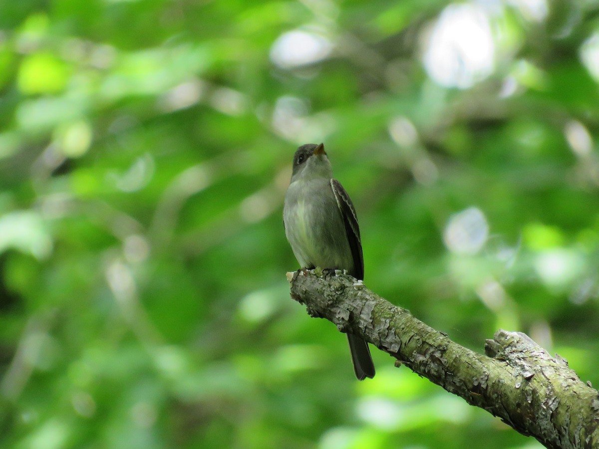 Eastern Wood-Pewee - ML576362221