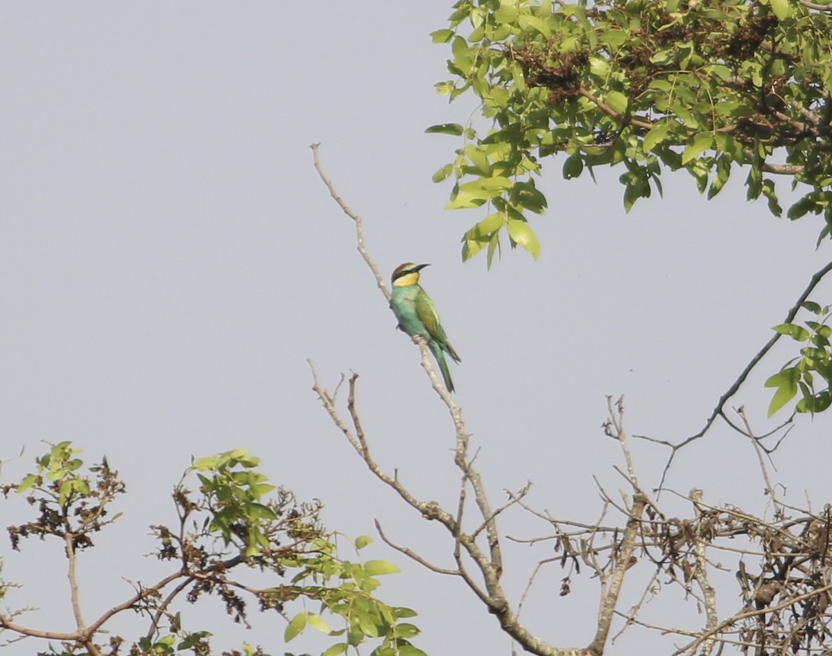European Bee-eater - ML576362241