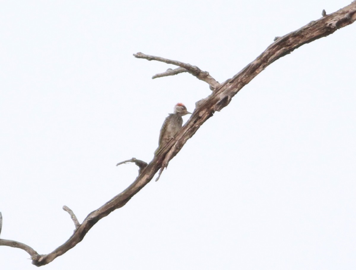 Reichenow's Woodpecker - ML576363601