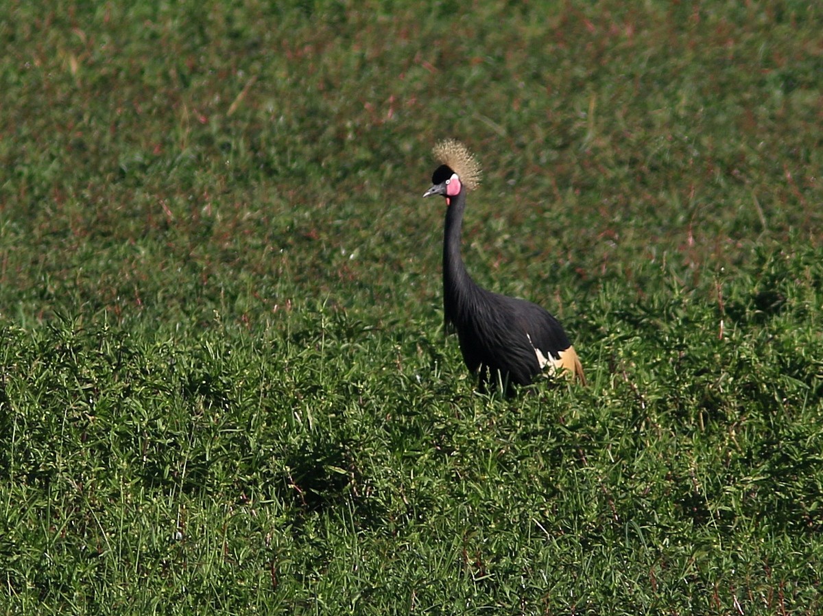 Black Crowned-Crane - ML576363821