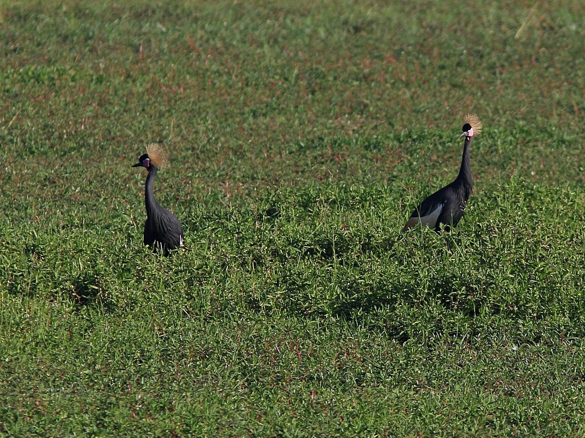 Black Crowned-Crane - ML576363911