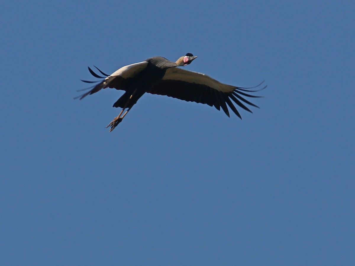 Black Crowned-Crane - ML576363961