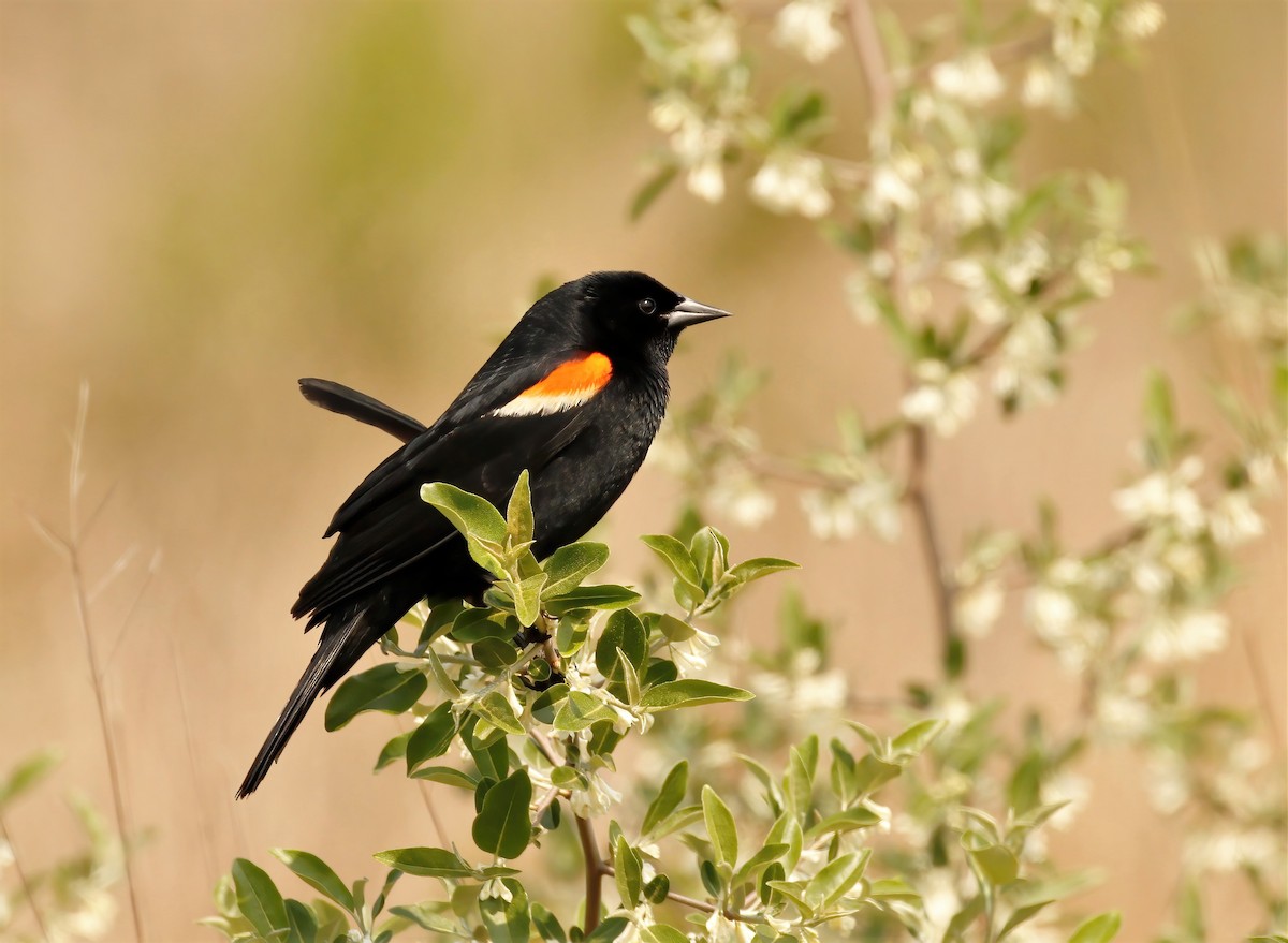 Red-winged Blackbird (Red-winged) - James Sherwonit