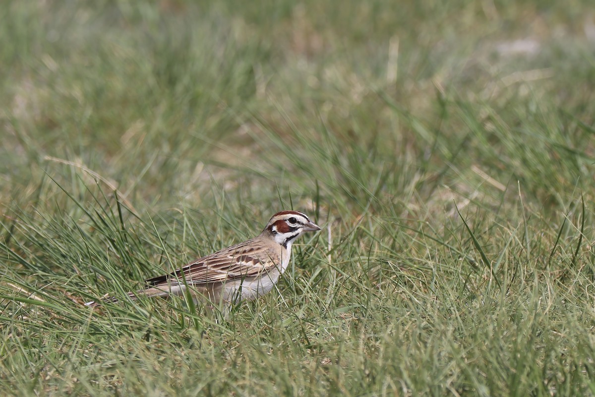 Lark Sparrow - ML576364271