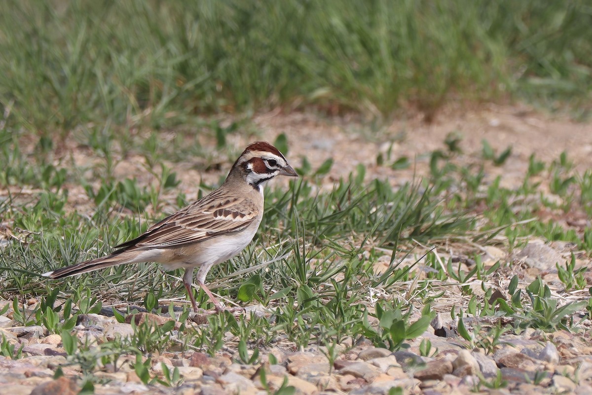 Lark Sparrow - ML576364281