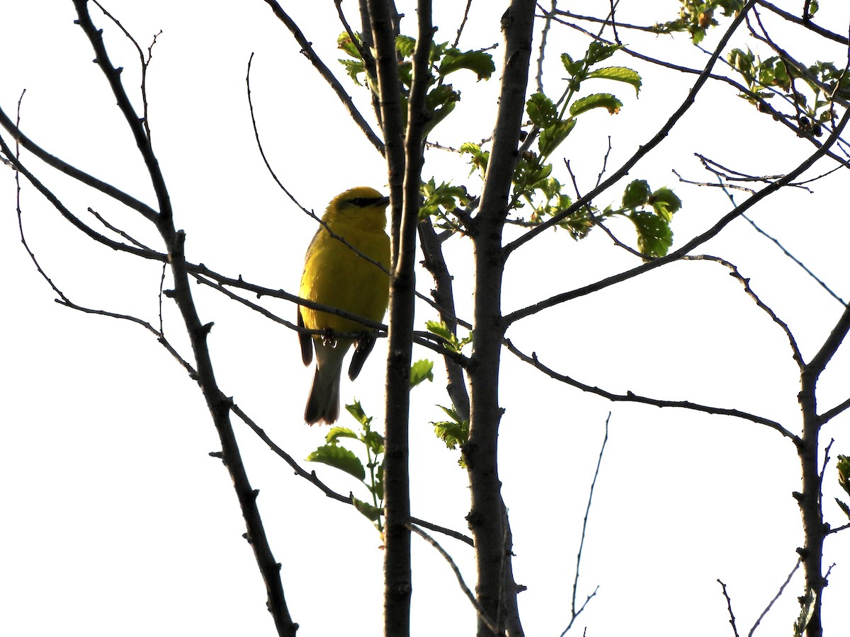 Blue-winged Warbler - ML576364481