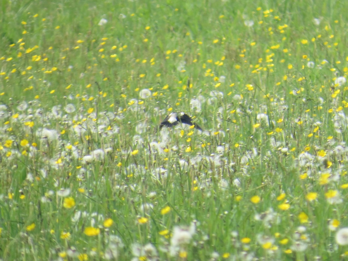 bobolink americký - ML576364511