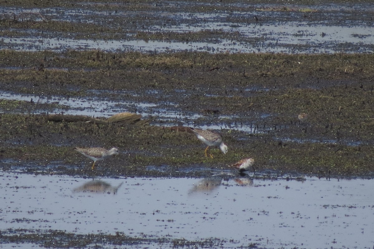 Dunlin - Mary Backus