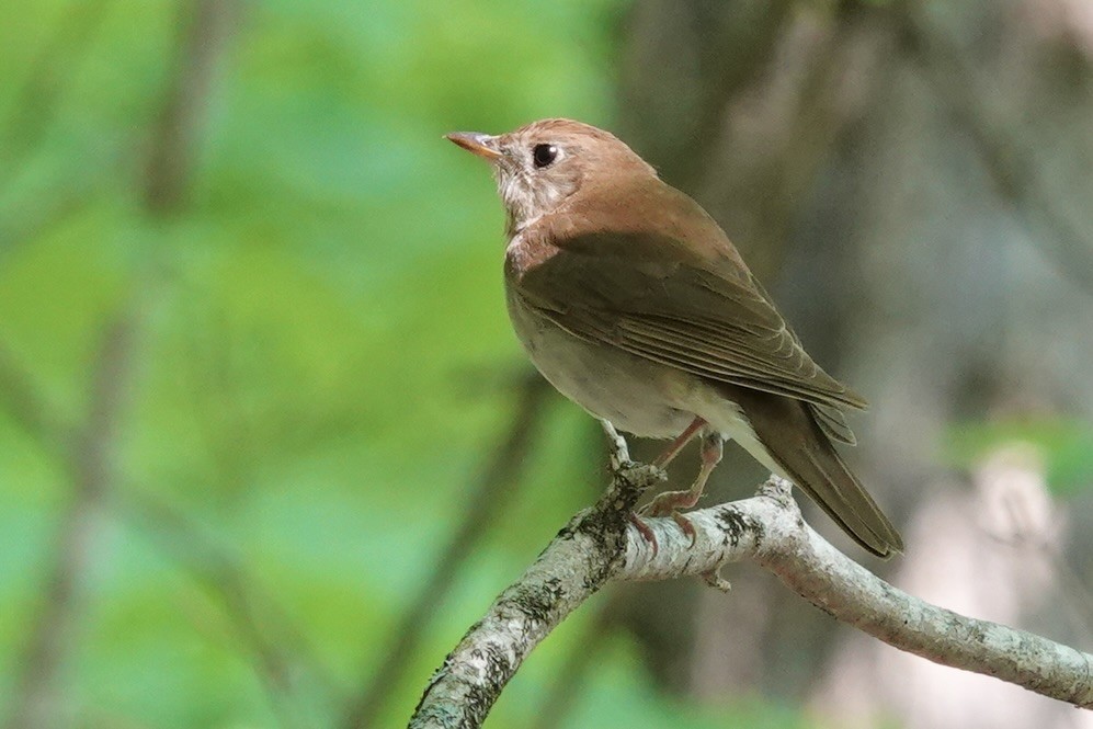 Veery - Carol Speck