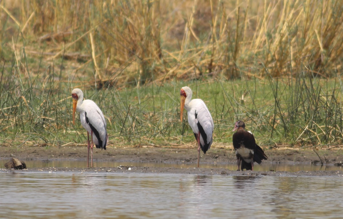 Yellow-billed Stork - ML576366211