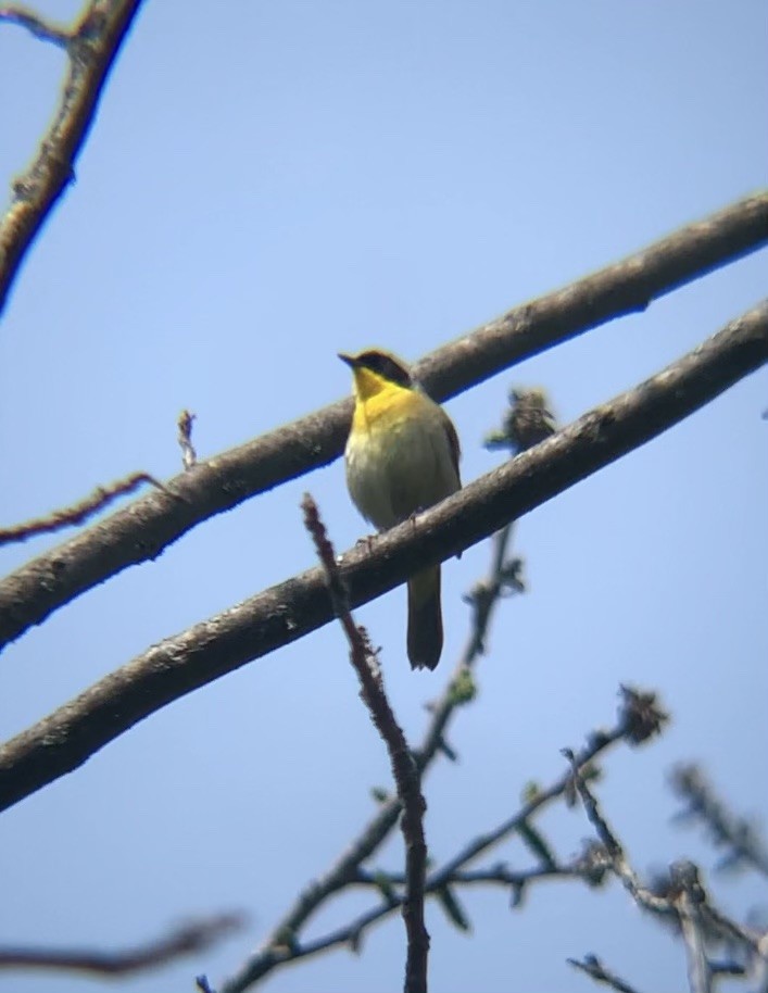 Common Yellowthroat - ML576366571