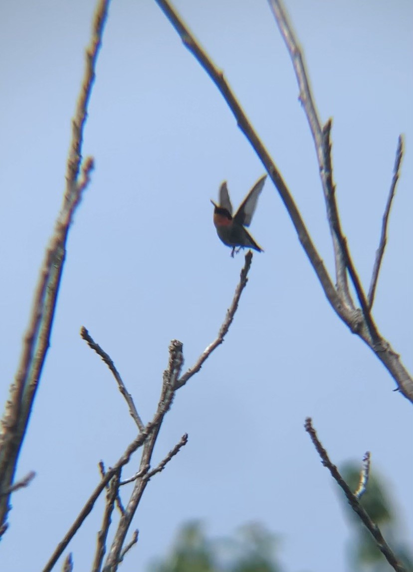 Ruby-throated Hummingbird - ML576366721