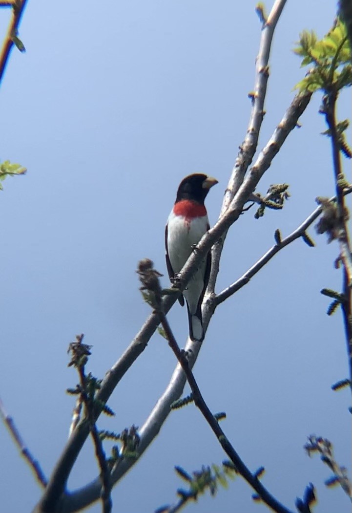 Rose-breasted Grosbeak - ML576366991
