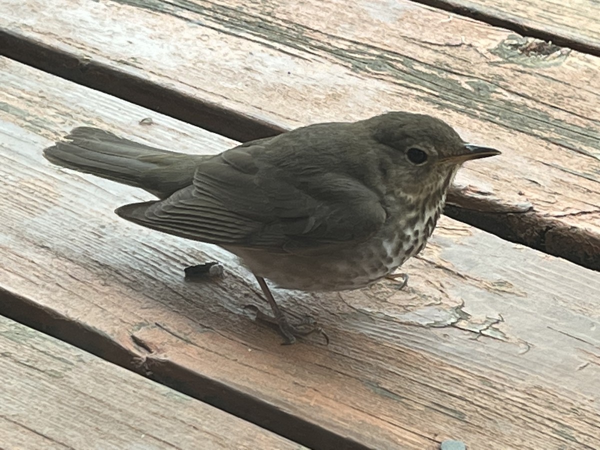 Swainson's Thrush - ML576367131