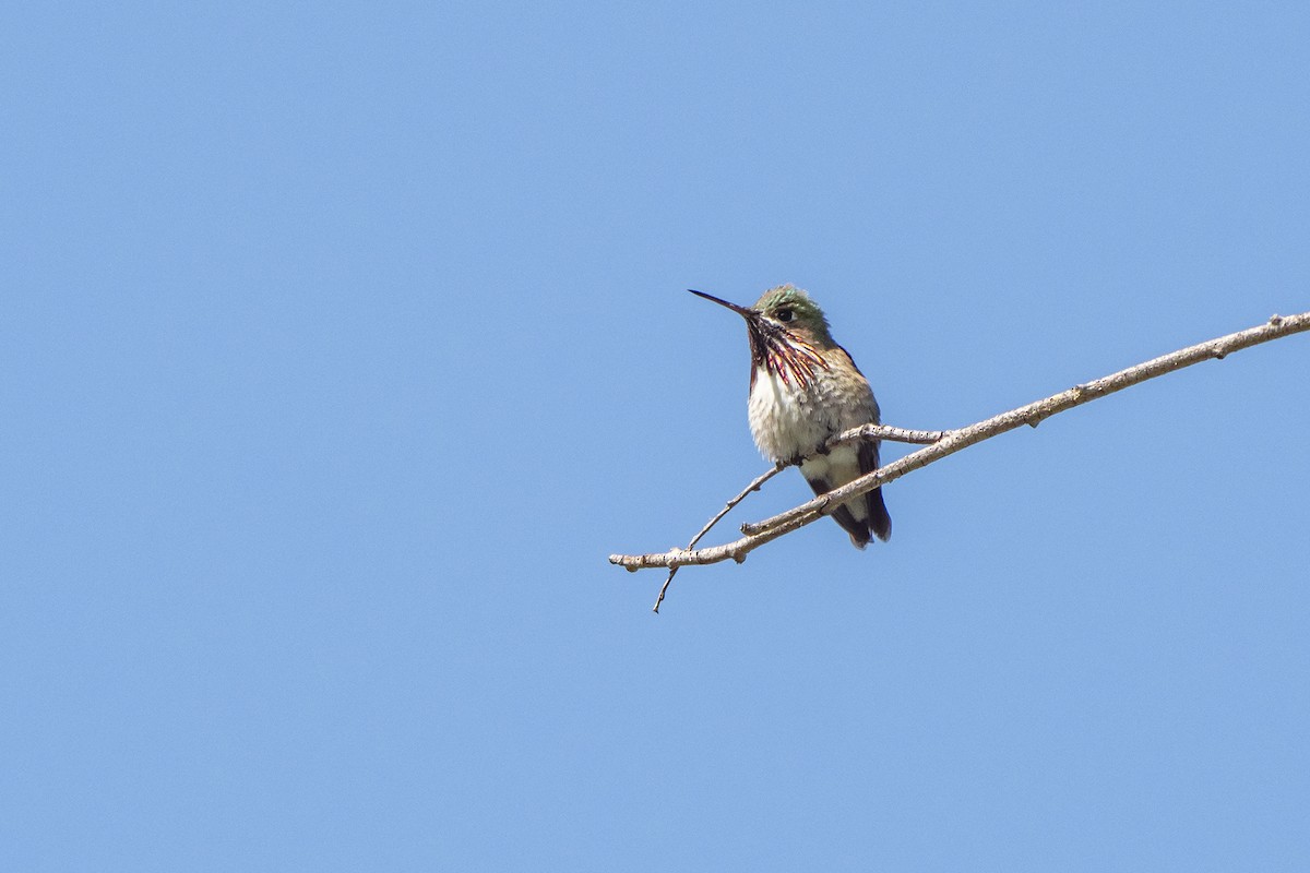 Calliope Hummingbird - Joshua Covill