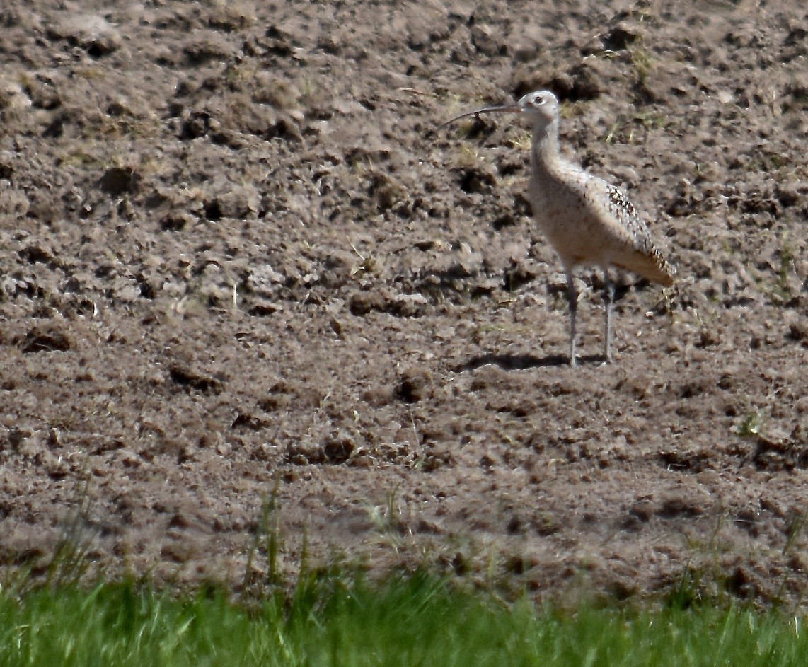 Long-billed Curlew - ML57636741