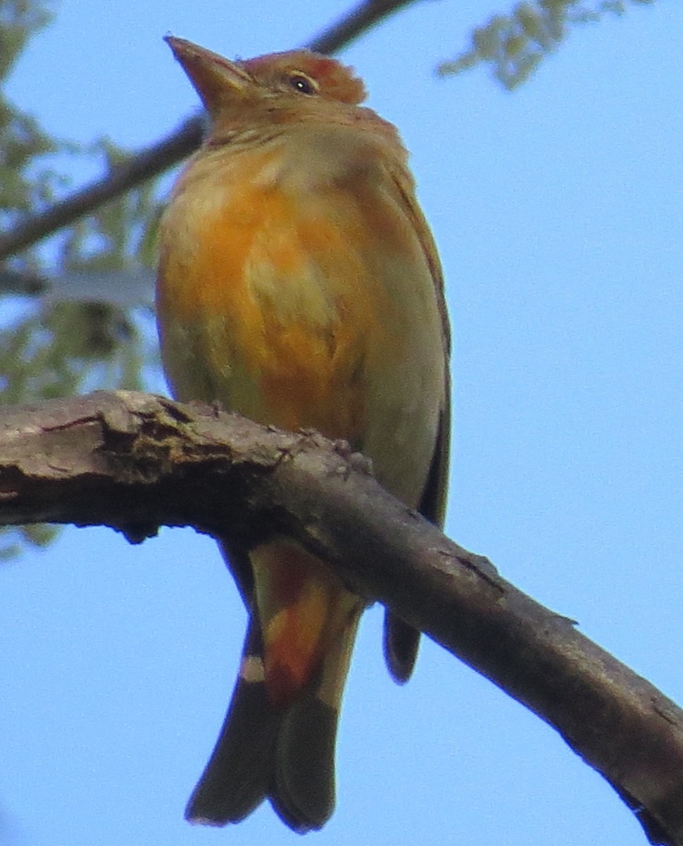 Summer Tanager - ML57636851