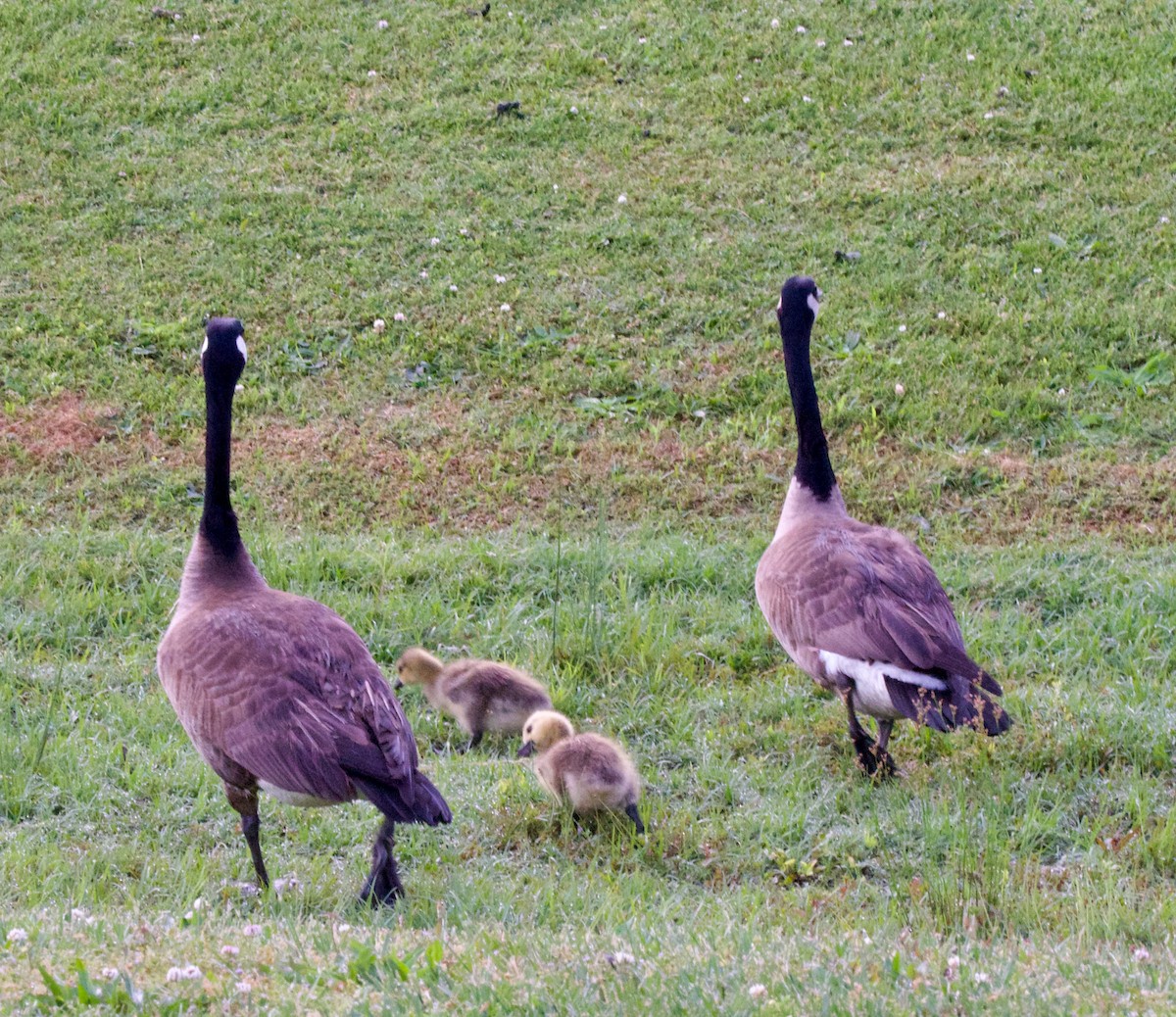 Canada Goose - ML576368781