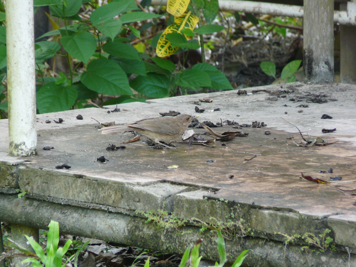 Clay-colored Thrush - ML576368841