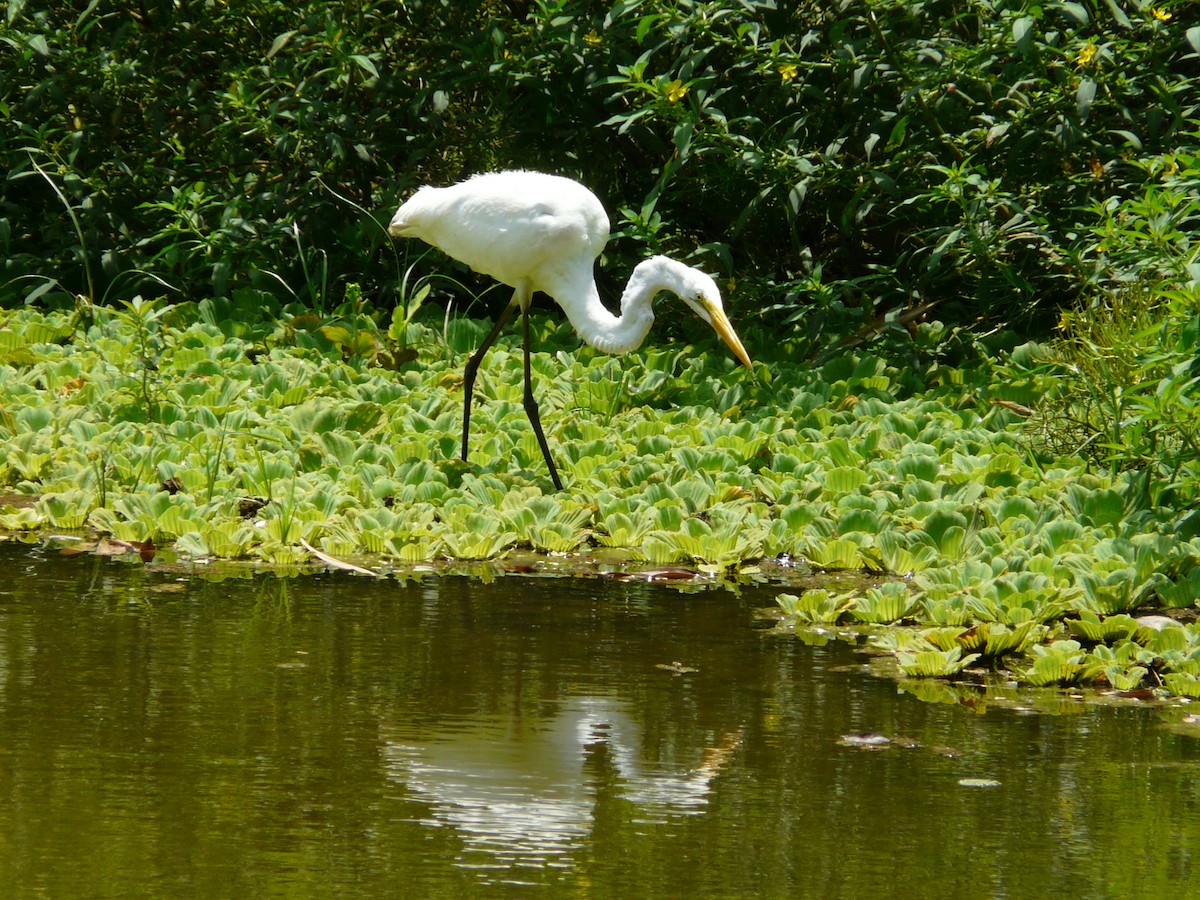 Great Egret - ML576370501