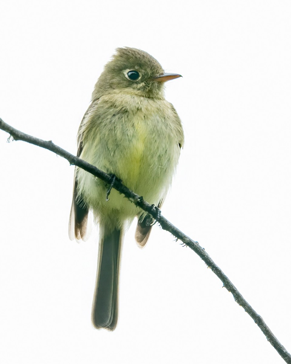 Western Flycatcher (Pacific-slope) - ML576371331