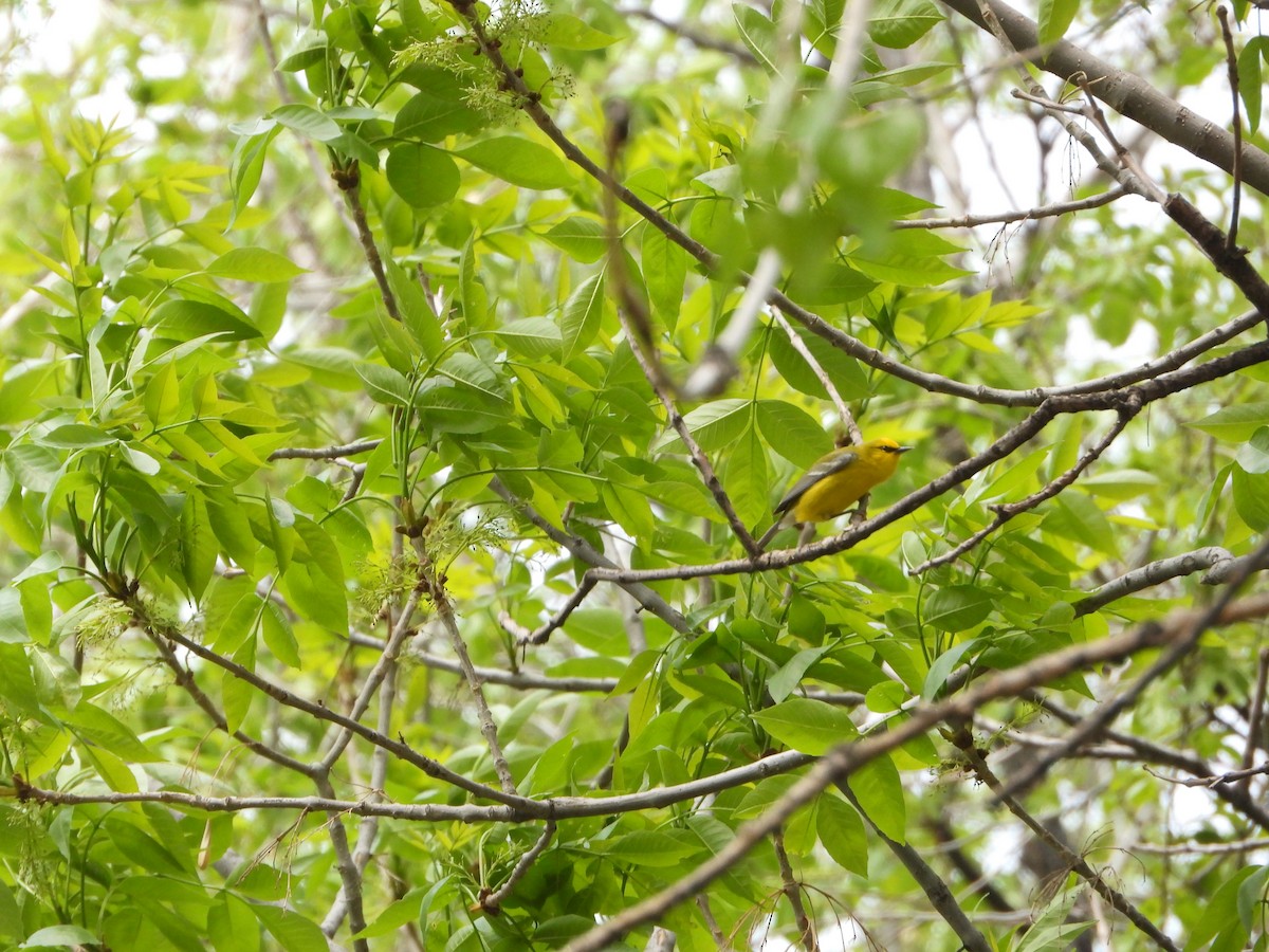 Blue-winged Warbler - Cole Sage