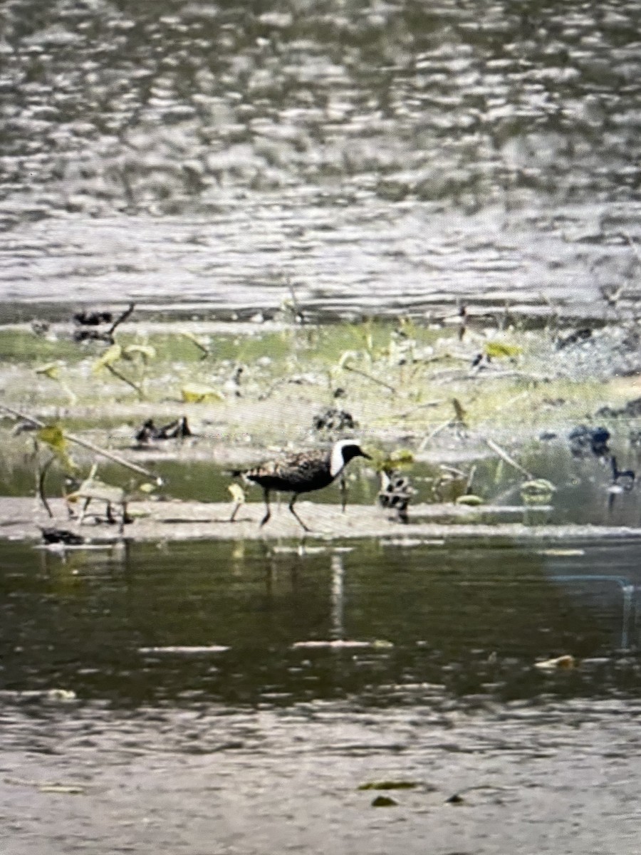 American Golden-Plover - Ben Placzek