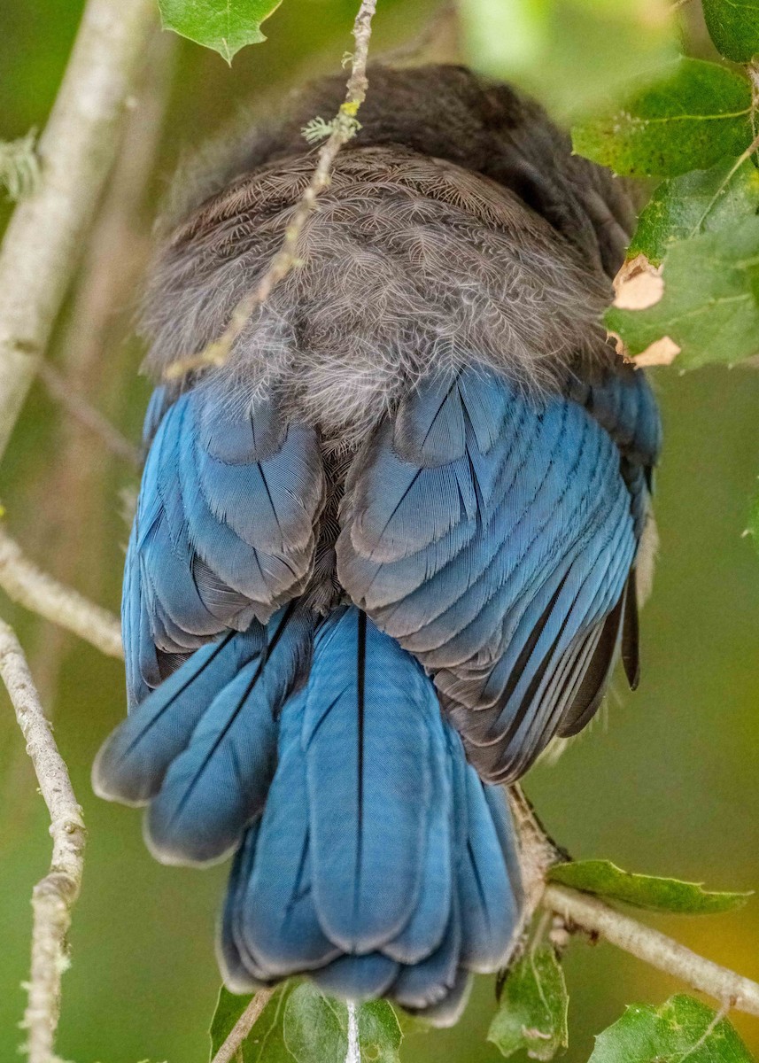 California Scrub-Jay - ML576371671