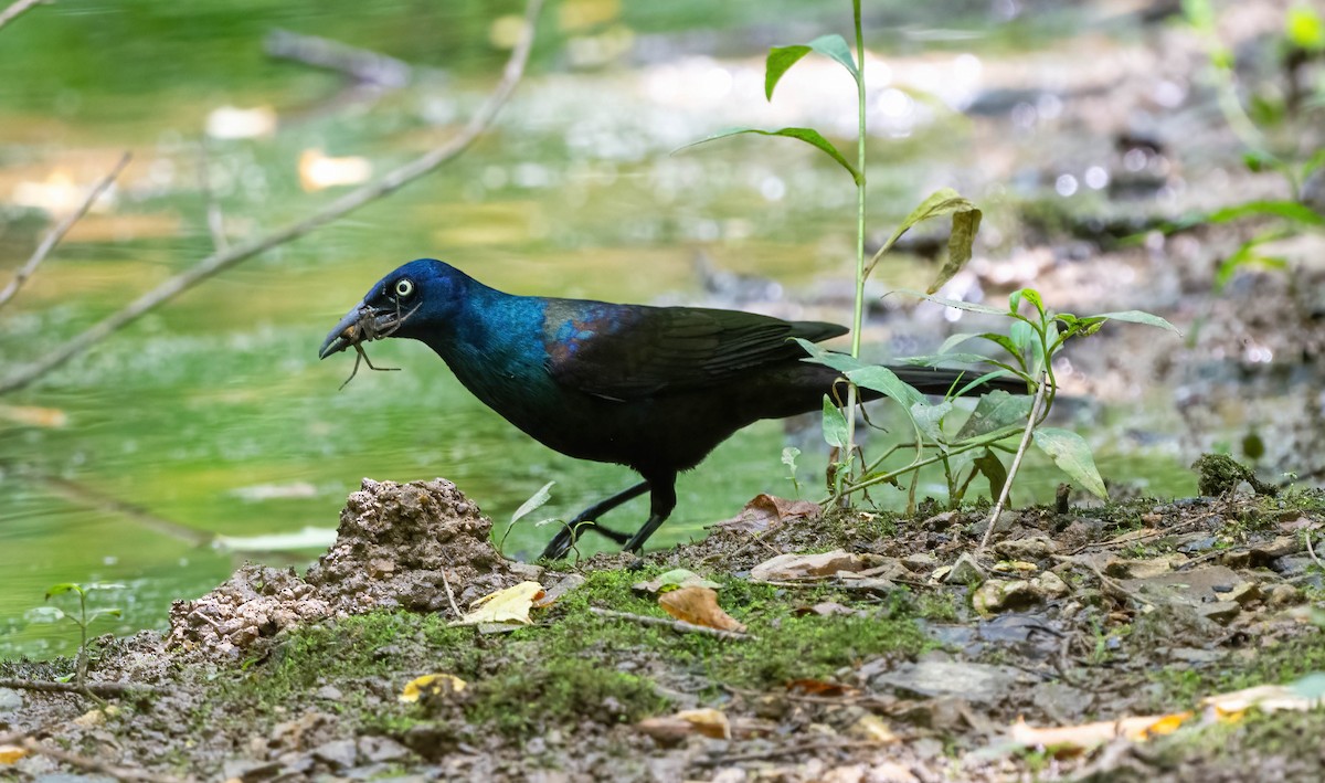 Common Grackle - ML576371691