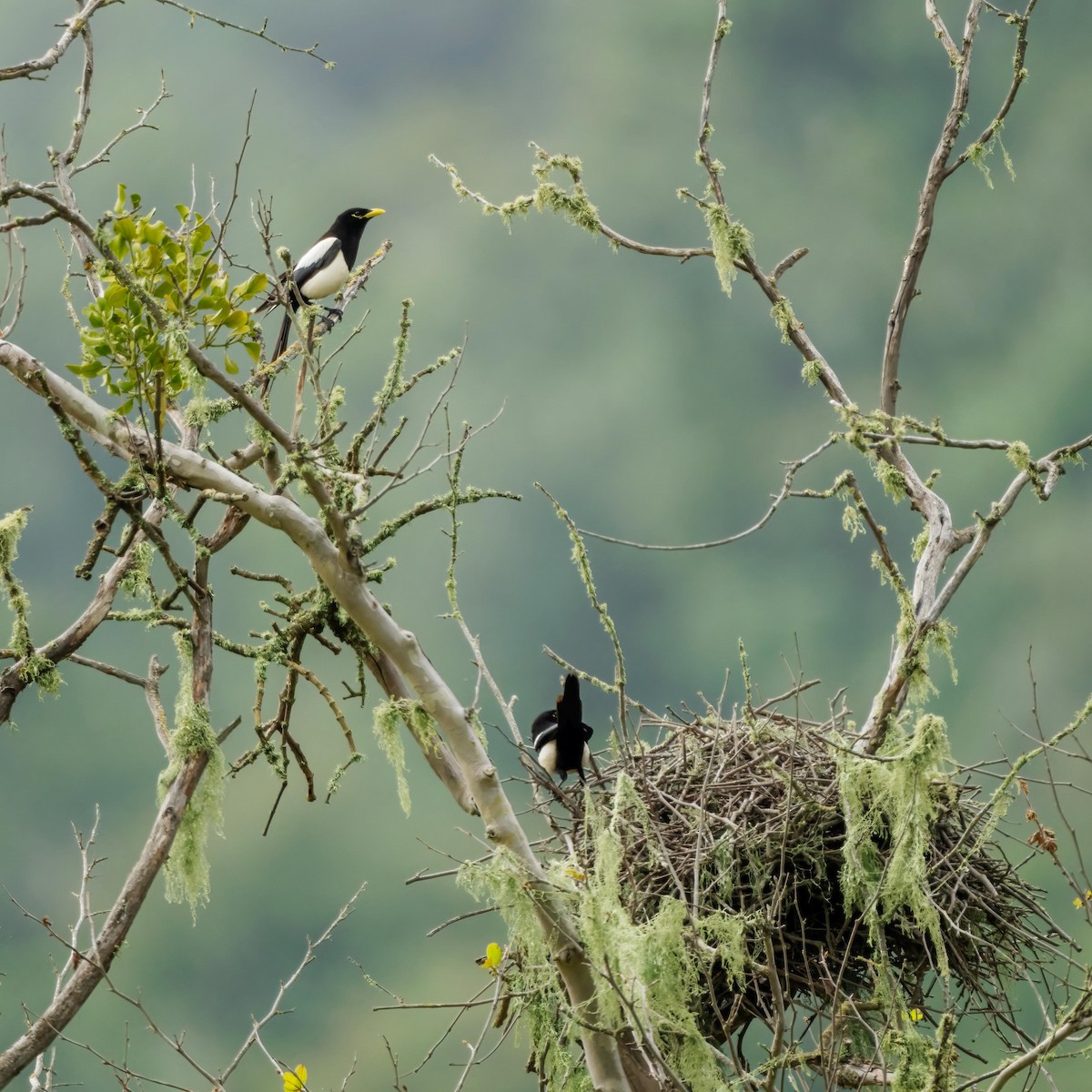 Yellow-billed Magpie - ML576371821