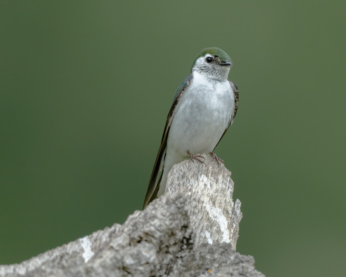 Violet-green Swallow - ML576371931