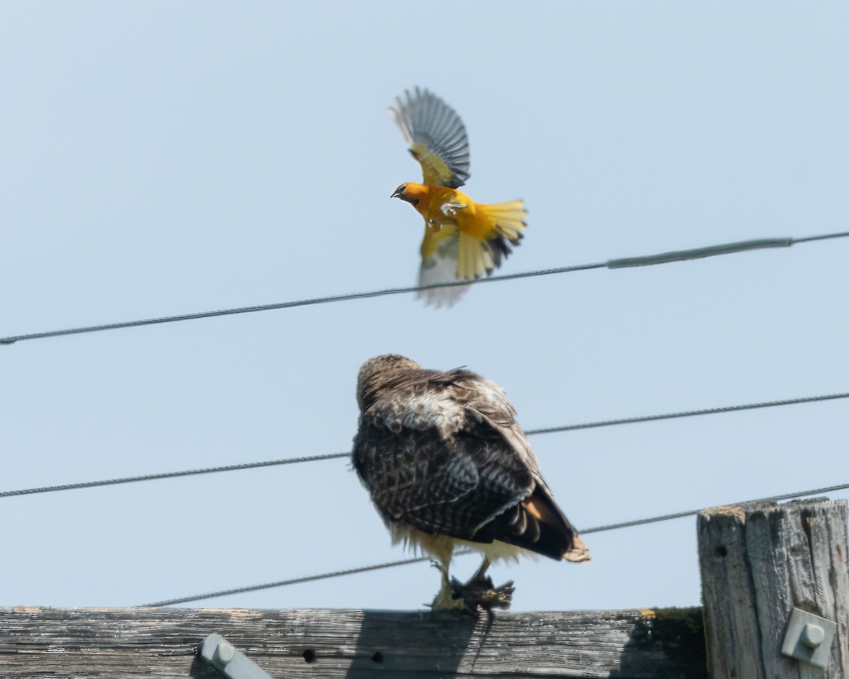 Bullock's Oriole - ML576372721